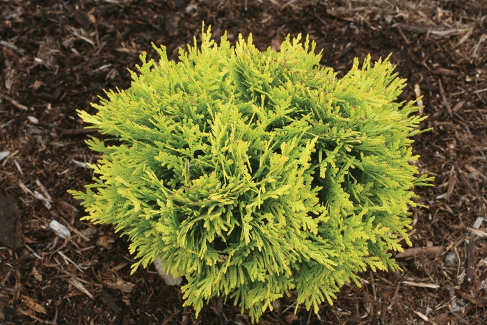 'Anna's Magic Ball&reg;' - Thuja occidentalis (Arborvitae) from 5 Acres NH