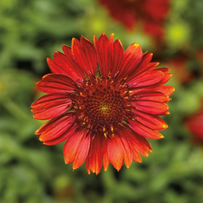 Sunrita&reg; 'Burgundy Imp' - Gaillardia aristata (Blanket Flower) from 5 Acres NH