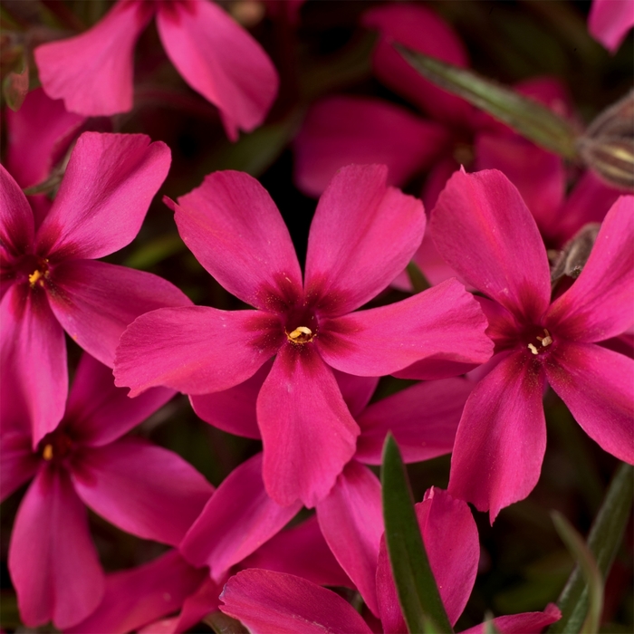 'Scarlet Flame' Moss Phlox - Phlox subulata from 5 Acres NH
