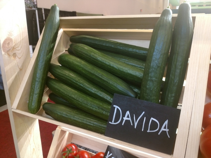'Davida' Slicing Cucumber - Cucumis sativus from 5 Acres NH