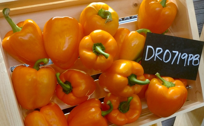 'DR0719PB' Orange Bell Pepper - Capsicum annuum from 5 Acres NH
