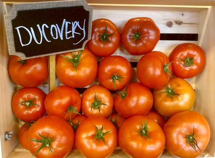 'Ducovery' Beefsteak Tomato - Lycopersicon esculentum from 5 Acres NH