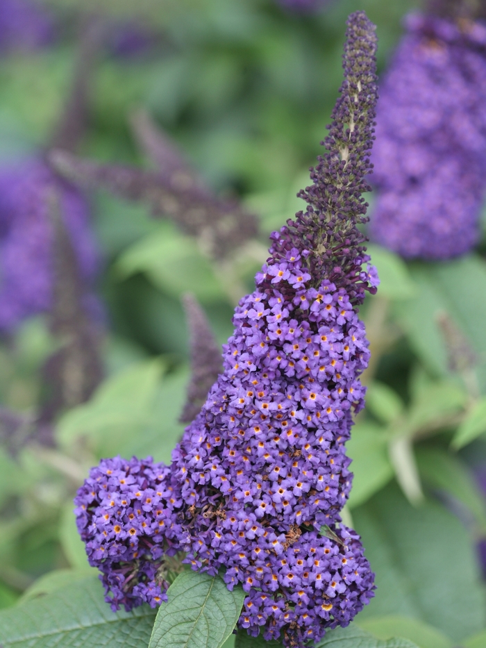 'Pugster Blue&reg;' Butterfly Bush - Buddleia from 5 Acres NH