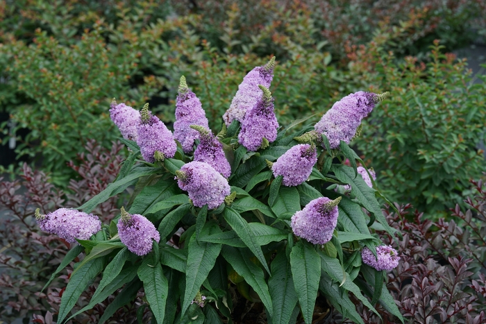 Pugster&reg; Amethyst - Buddleia (Butterfly Bush) from 5 Acres NH