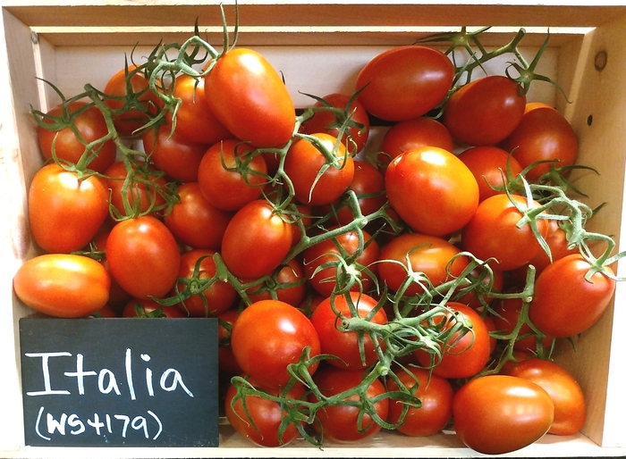 'Viva Italia' Roma Tomato - Lycopersicon esculentum from 5 Acres NH