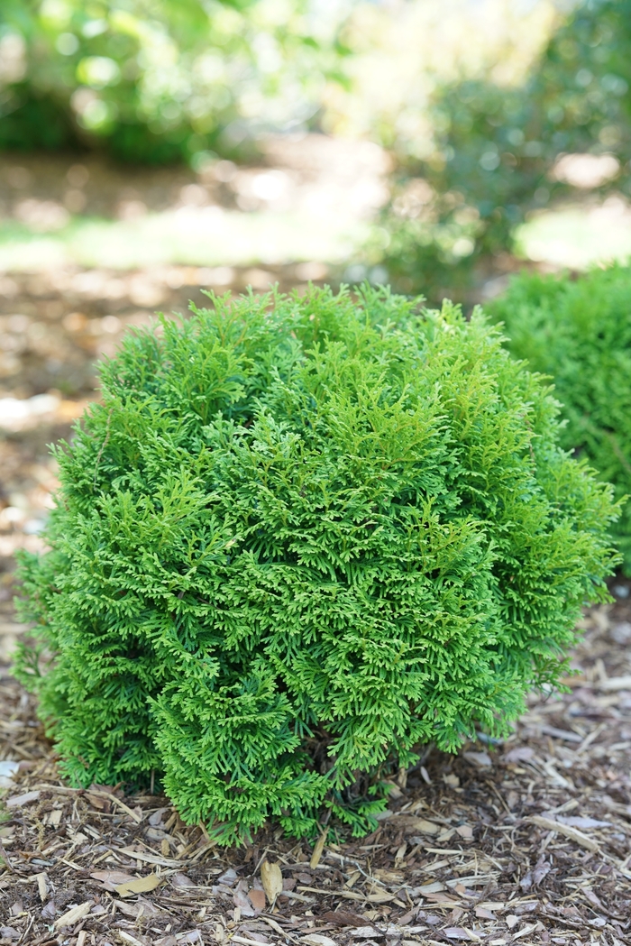 'Tater Tot&reg;' Arborvitae - Thuja occidentalis from 5 Acres NH