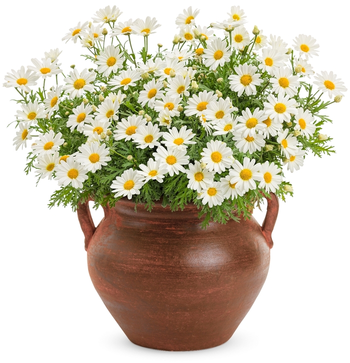 'Pure White Butterfly&reg;' Marguerite Daisy - Argyranthemum frutescens from 5 Acres NH