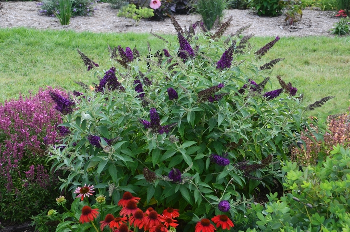Monarch&reg; 'Dark Dynasty' - Buddleia davidii (Butterfly Bush) from 5 Acres NH