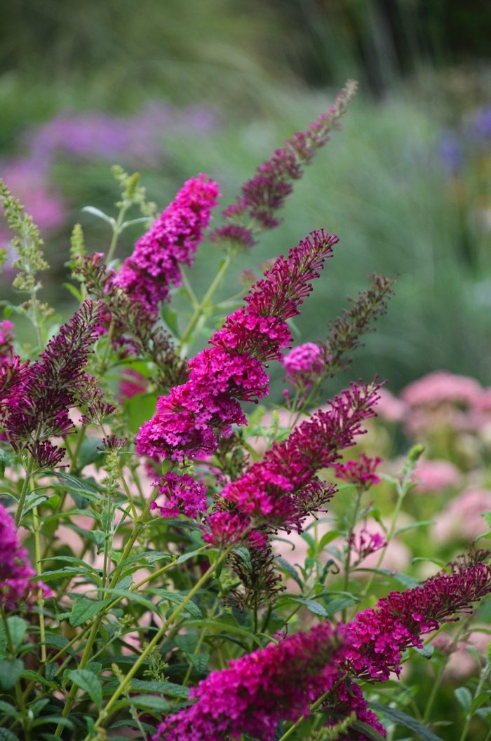 Monarch&reg; 'Queen of Hearts' - Buddleia davidii (Butterfly Bush) from 5 Acres NH