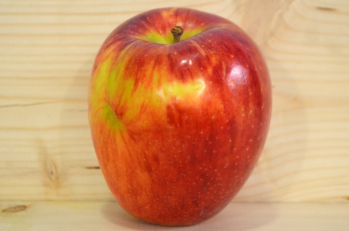 'Braeburn' Apple - Malus domestica from 5 Acres NH
