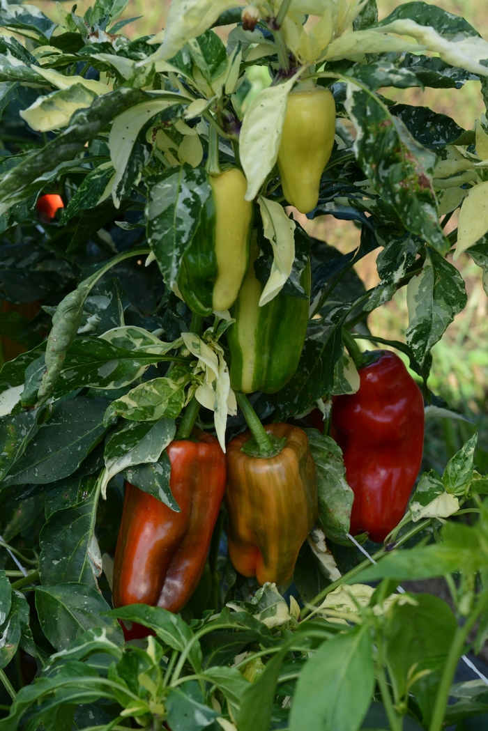 'Candy Cane Red' Sweet Pepper - Capsicum annuum from 5 Acres NH