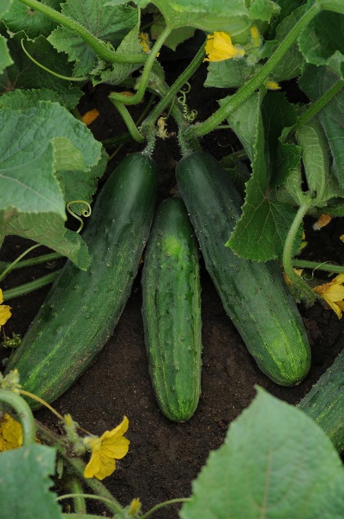 'Patio Snacker' Cucumber - Cucumis sativus from 5 Acres NH