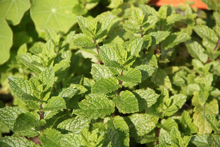 Spearmint, Mint - Mentha spicata from 5 Acres NH