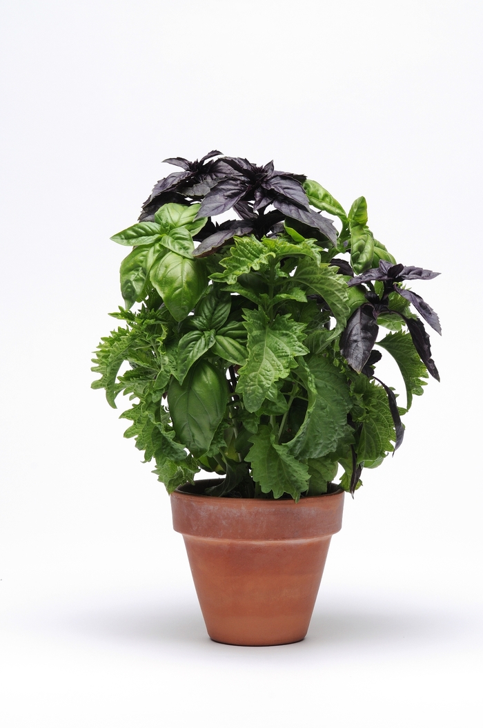 'Try Basil' Basil - Ocimum basilicum from 5 Acres NH