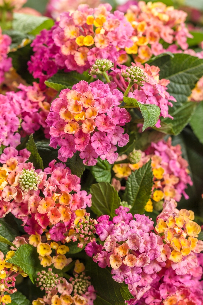 Luscious&reg; 'Royale Cosmo' - Lantana camara from 5 Acres NH