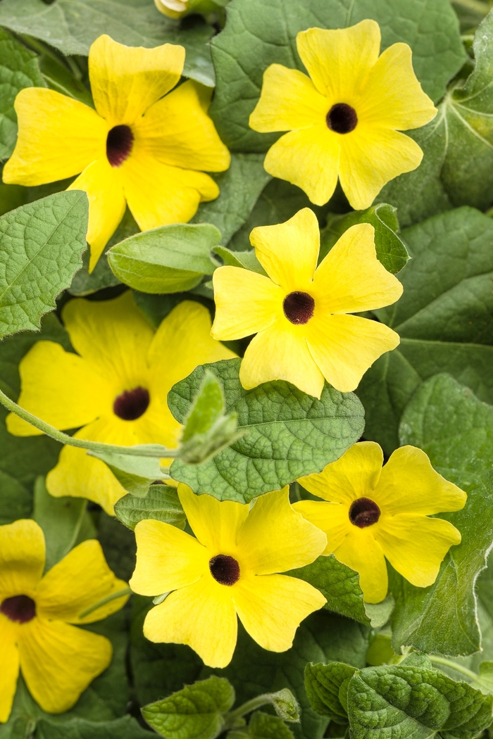 'Lemon A-Peel&reg;' Black-Eyed Susan Vine - Thunbergia alata from 5 Acres NH
