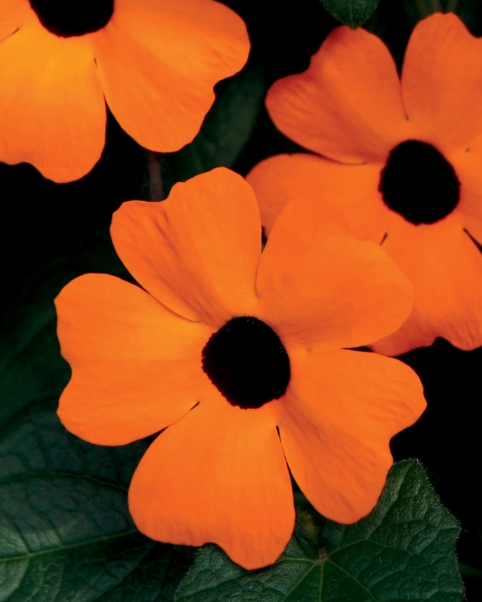 'Orange A-Peel&reg;' Black-Eyed Susan Vine - Thunbergia alata from 5 Acres NH