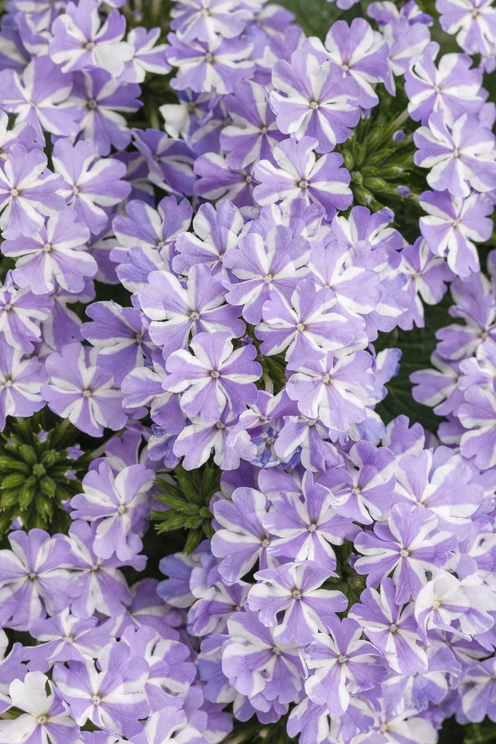 Superbena&reg; 'Stormburst' - Verbena from 5 Acres NH