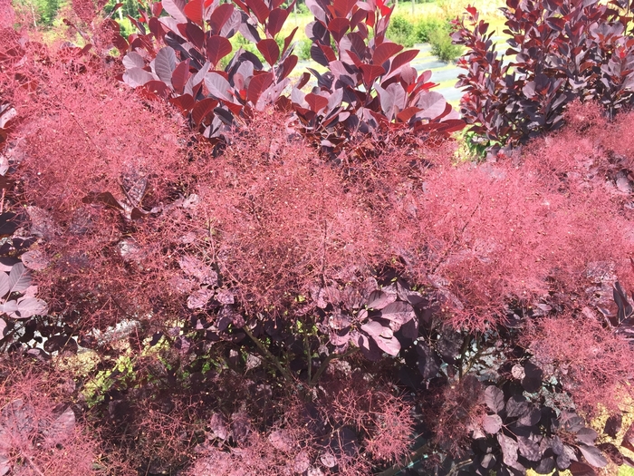 'Winecraft Black&reg;' Smokebush - Cotinus coggygria from 5 Acres NH