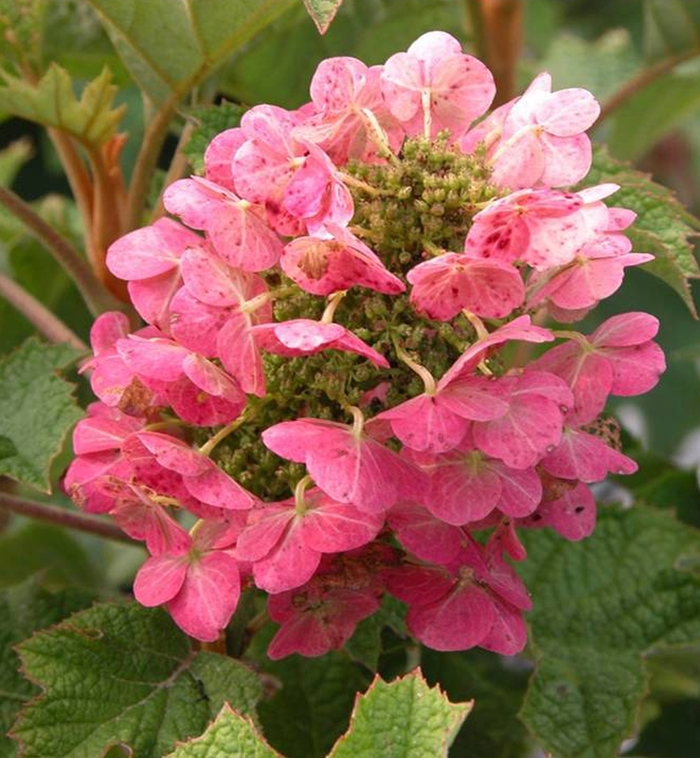 'Ruby Slippers' Qakleaf Hydrangea - Hydrangea quercifolia from 5 Acres NH