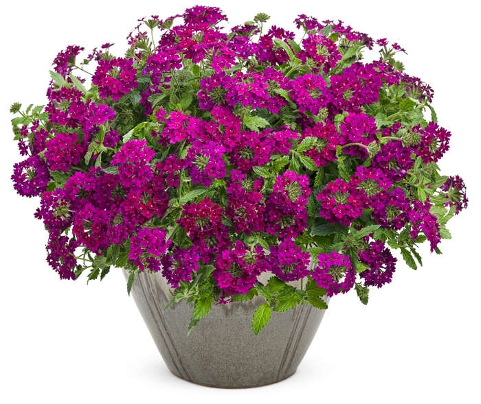 Superbena Royale&reg; 'Plum Wine' - Verbena from 5 Acres NH