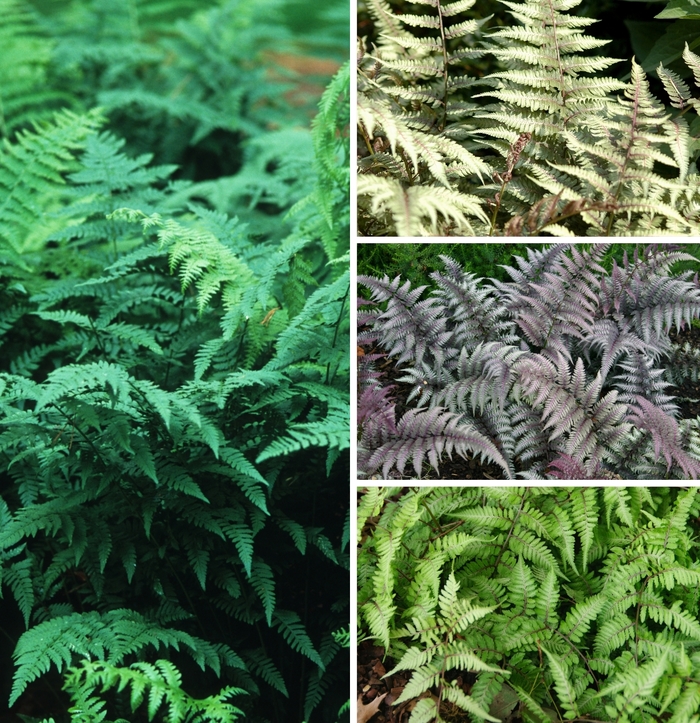 'Multiple Varieties' Wood Fern - Athyrium from 5 Acres NH