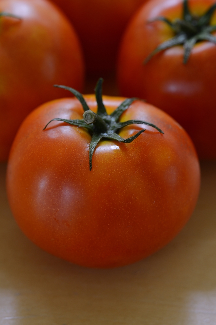 'Little Sicily' Slicer Tomato - Lycopersicon esculentum from 5 Acres NH