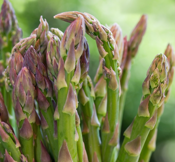 'Jersey Knight' - Asparagus officinalis from 5 Acres NH