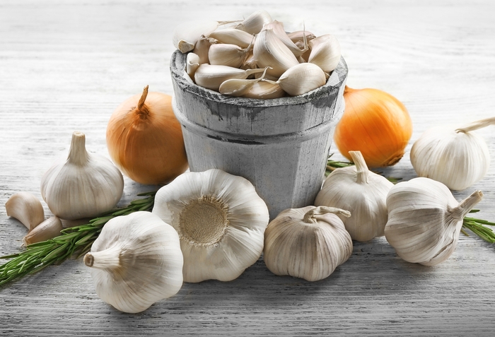 Garlic - Allium sativum from 5 Acres NH