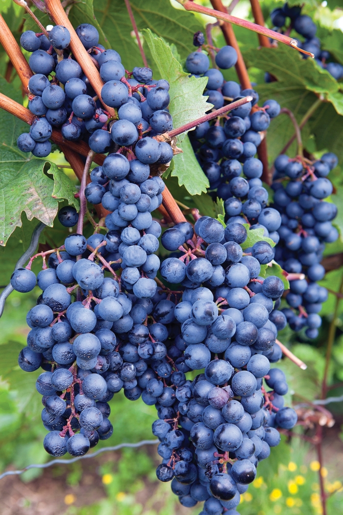 'Concord' Grape - Vitis labrusca from 5 Acres NH