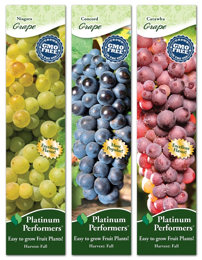 'Multiple Varieties' Grape - Vitis from 5 Acres NH