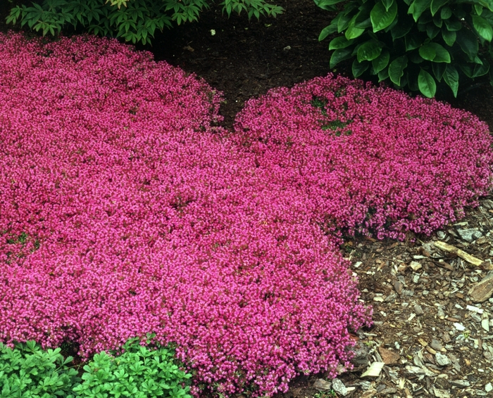 'Coccineus' Red Creeping Thyme - Thymus praecox from 5 Acres NH