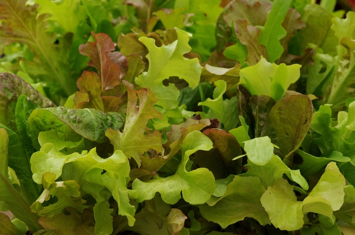 'Gourmet Blend' Lettuce - Lactuca sativa from 5 Acres NH