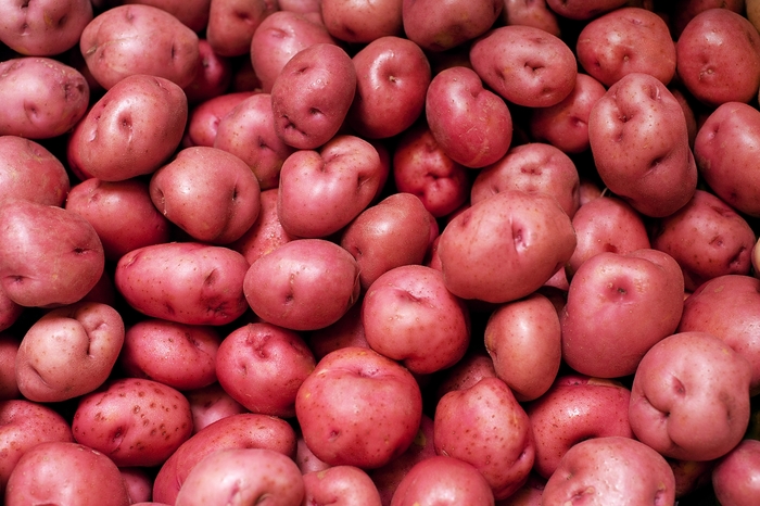 'Norland Red' Potato - Solanum tuberosum from 5 Acres NH