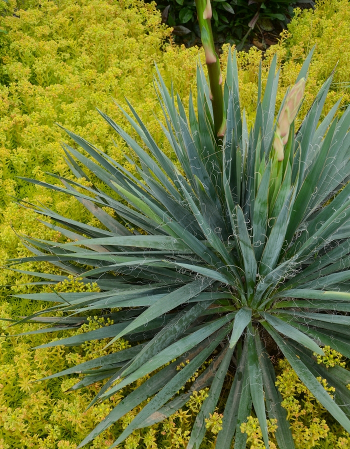'Excalibur' Adam's Needle - Yucca filamentosa from 5 Acres NH