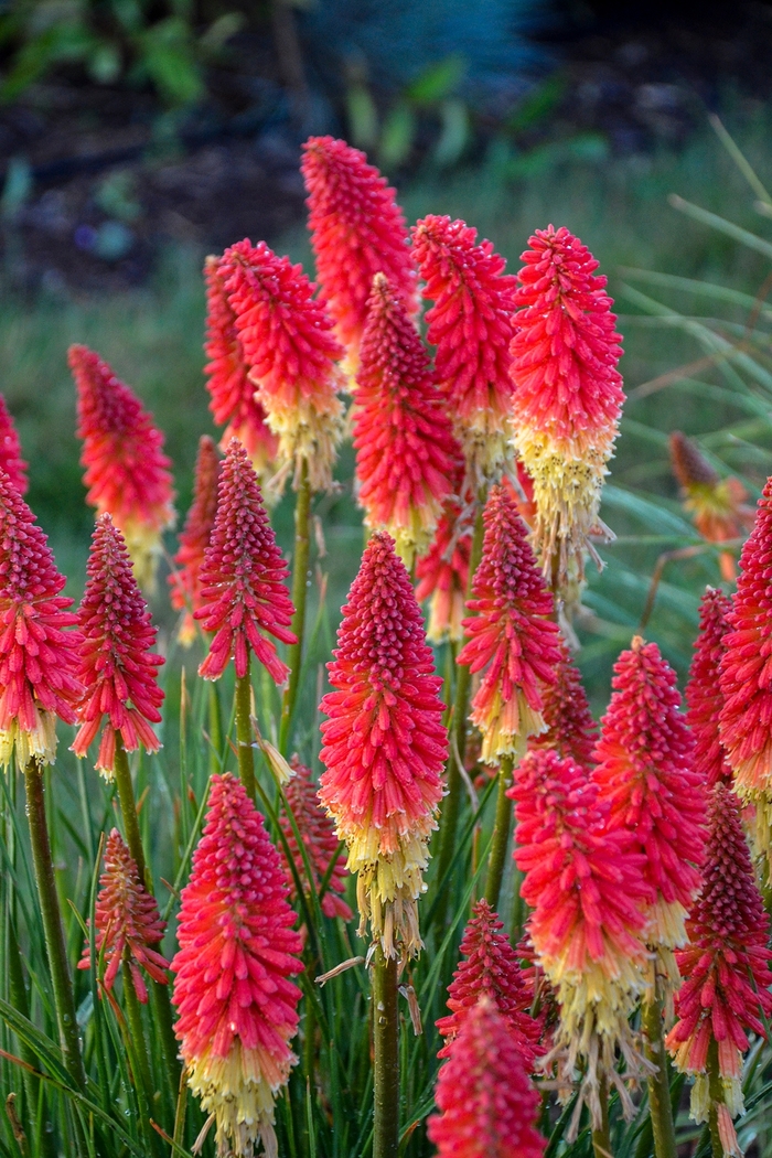 Pyromania&reg; 'Rocket's Red Glare' - Kniphofia (Red Hot Poker) from 5 Acres NH
