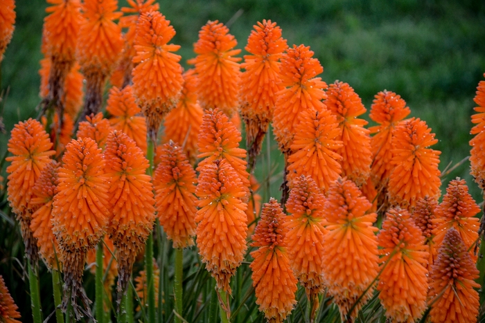 Pyromania&reg; 'Orange Blaze' - Kniphofia (Red Hot Poker) from 5 Acres NH