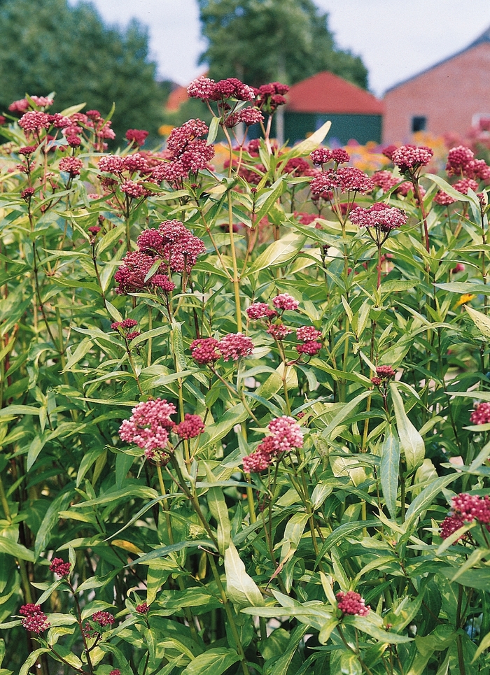 'Soulmate' Swamp Milkweed - Asclepias incarnata from 5 Acres NH