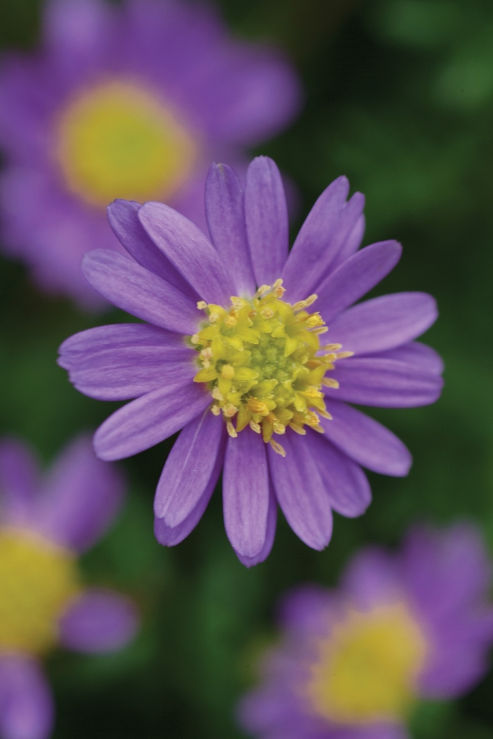 'Amethyst' - Brachyscome from 5 Acres NH