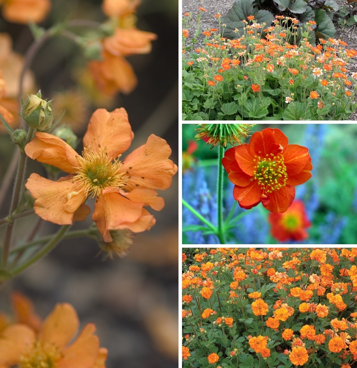 'Multiple Varieties' - Geum from 5 Acres NH