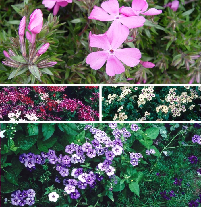 Assorted Annual Phlox - Phlox from 5 Acres NH