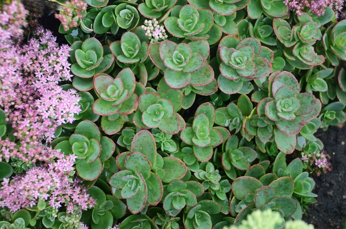 Sunsparkler&reg; 'Lime Zinger' - Sedum (Stonecrop) from 5 Acres NH