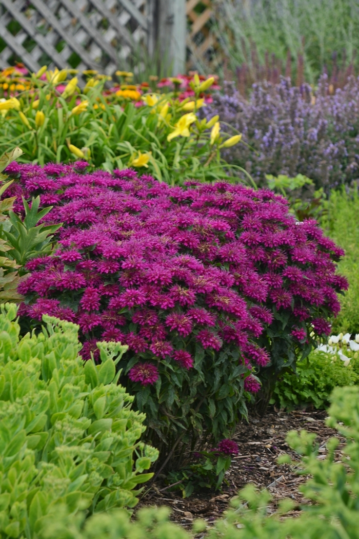 Sugar Buzz&reg; ''Grape Gumball'' - Monarda didyma (Bee Balm, Bergamot) from 5 Acres NH