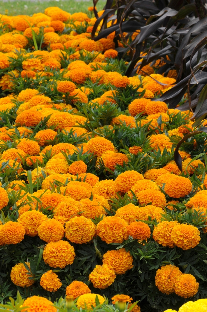Taishan&reg; 'Orange' - Tagetes erecta (African Marigold) from 5 Acres NH