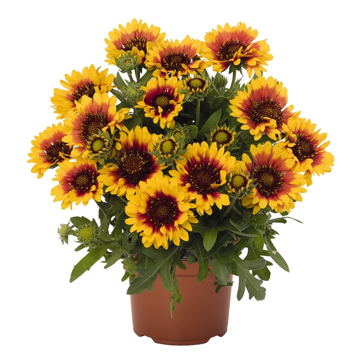 'SpinTop Red Starburst' Blanket Flower - Gaillardia aristata from 5 Acres NH