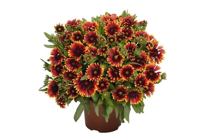 'SpinTop Orange Halo' Blanket Flower - Gaillardia aristata from 5 Acres NH