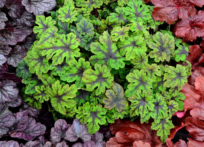 'Fingerpaint' Foamflower - Tiarella from 5 Acres NH