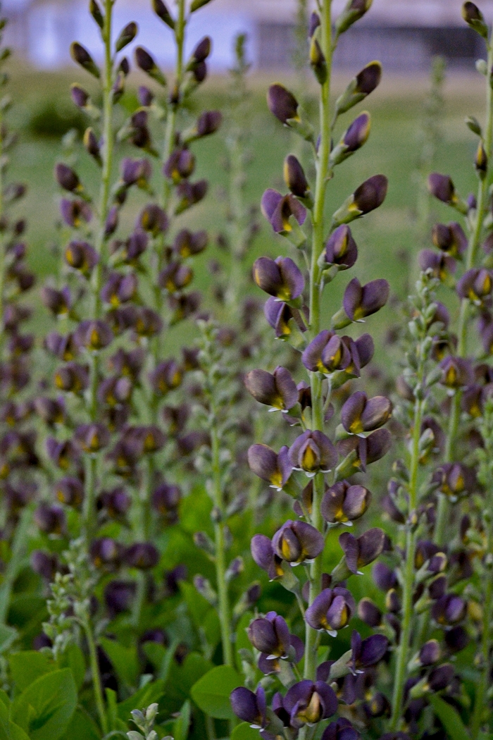 Decadence&reg; 'Dark Chocolate' - Baptisia (False Indigo) from 5 Acres NH
