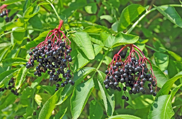 American Elder - Sambucus canadensis from 5 Acres NH