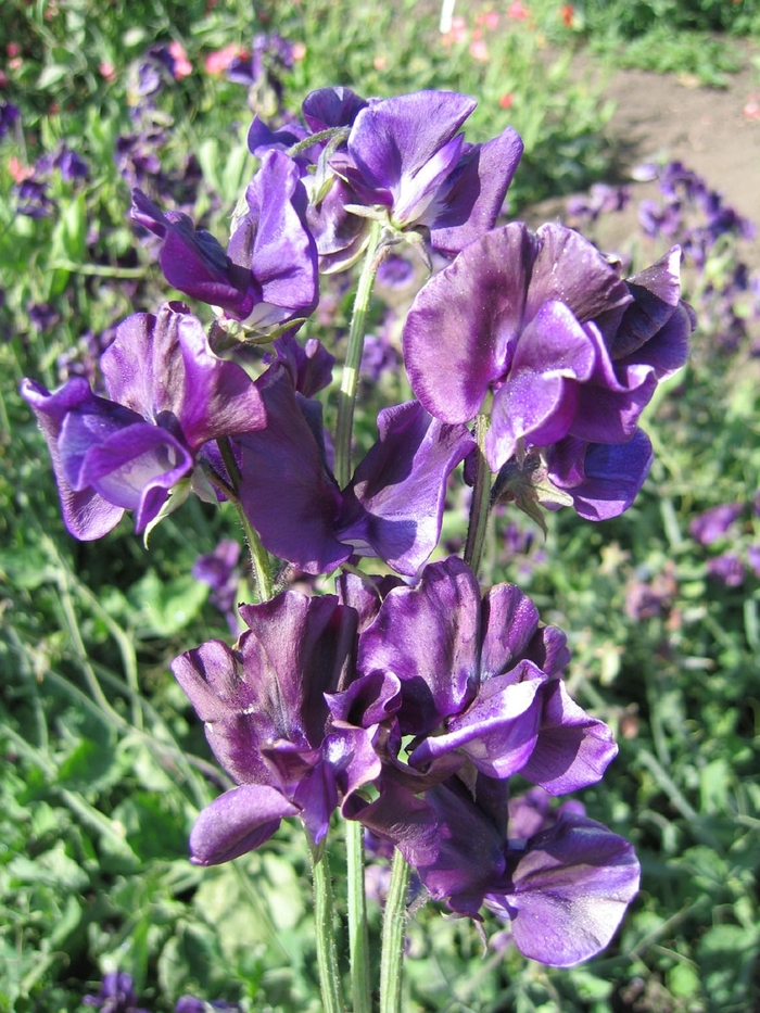 Mammoth 'Navy Blue' - Lathyrus odoratus (Sweet Pea) from 5 Acres NH